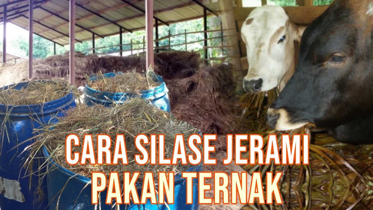 
                                 Cara-Membuat-Silase-Jerami-Pakan-Ternak
